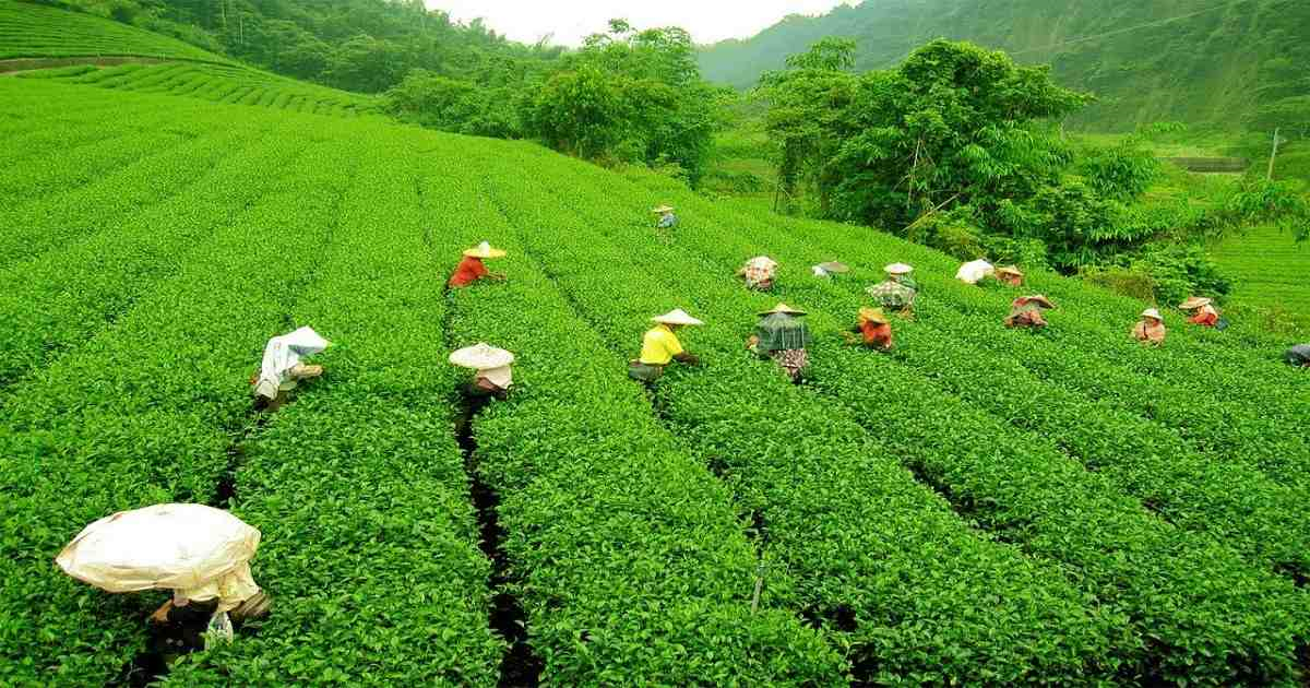 Tea & Food Packaging Industries